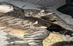 Domestic Shorthair cats for sale: Adorable tabby/bengal kittens to a good home - Image 18
