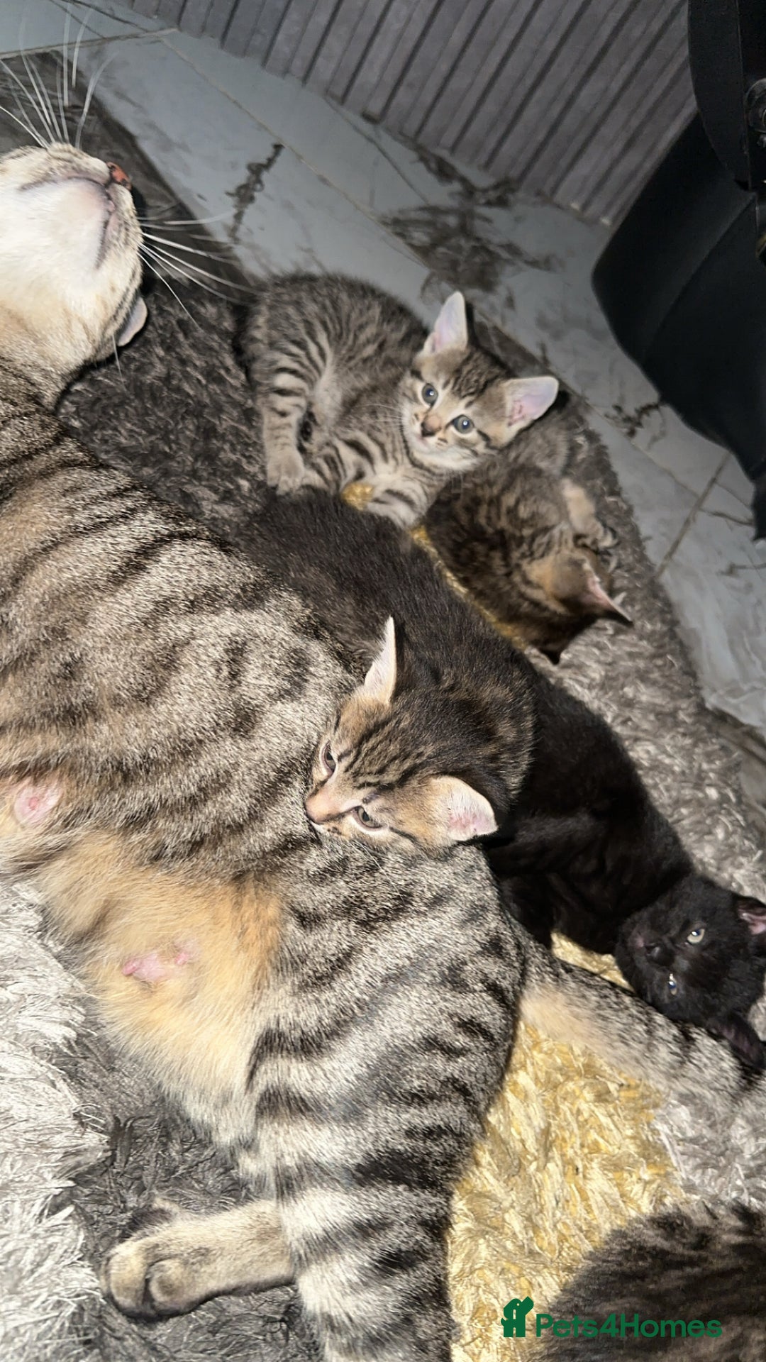 Domestic Shorthair cats for sale: Adorable tabby/bengal kittens to a good home - Image 18
