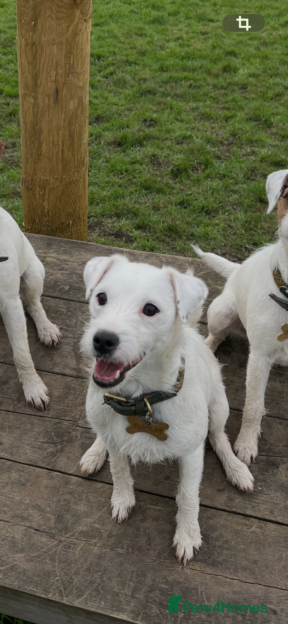 Parson Russell dogs Stunning KC REG Parson Terrier Pups  - Advert 1