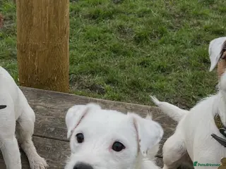 Parson Russell dogs Stunning KC REG Parson Terrier Pups - Advert 1