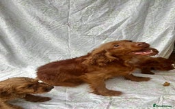 Cockapoo dogs for sale: F1 fox red cockapoos mixed littler new ad   - Image 21