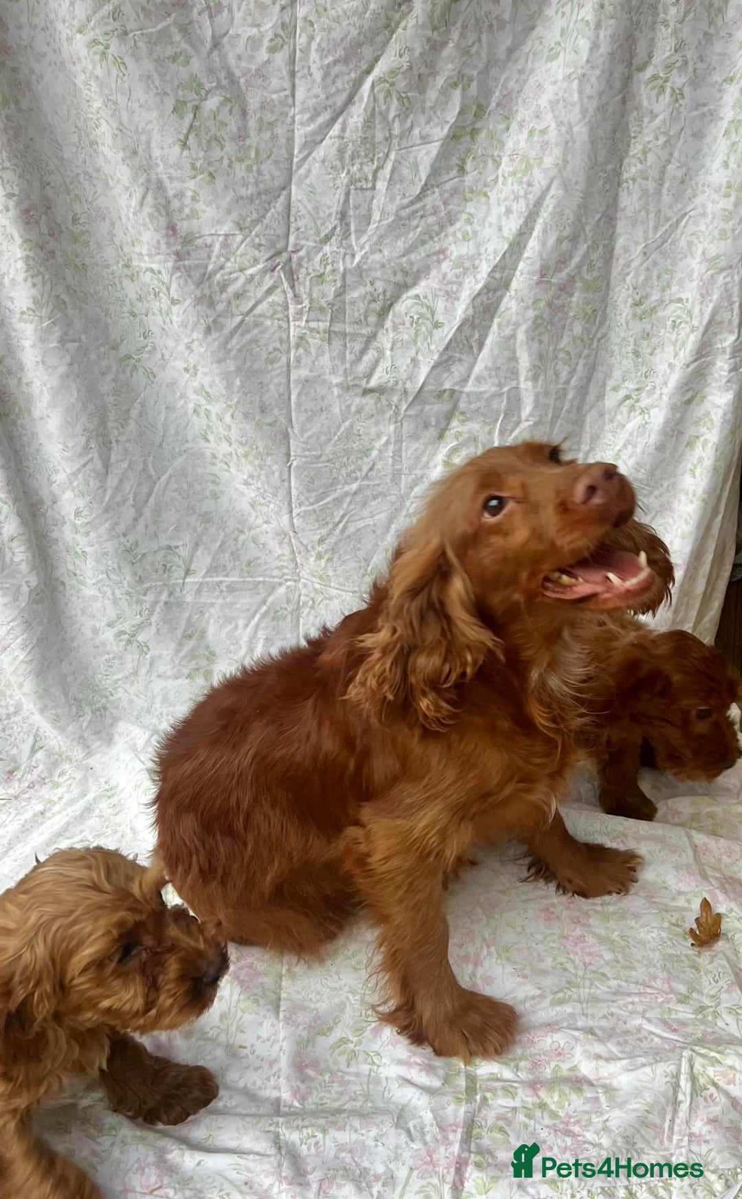 Cockapoo dogs for sale: F1 fox red cockapoos mixed littler new ad   - Image 21