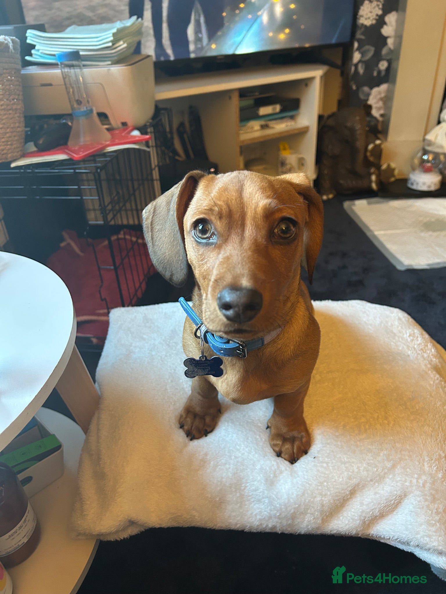 Mixed Breed dogs Daschund cross - Advert 1