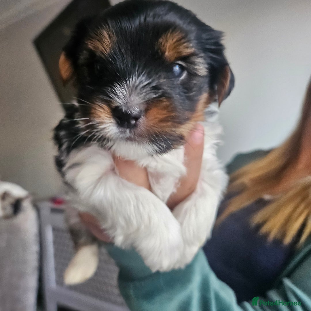 Yorkshire Terrier dogs for sale: 5 szczeniąt York terrier (Biewer) - Image 11