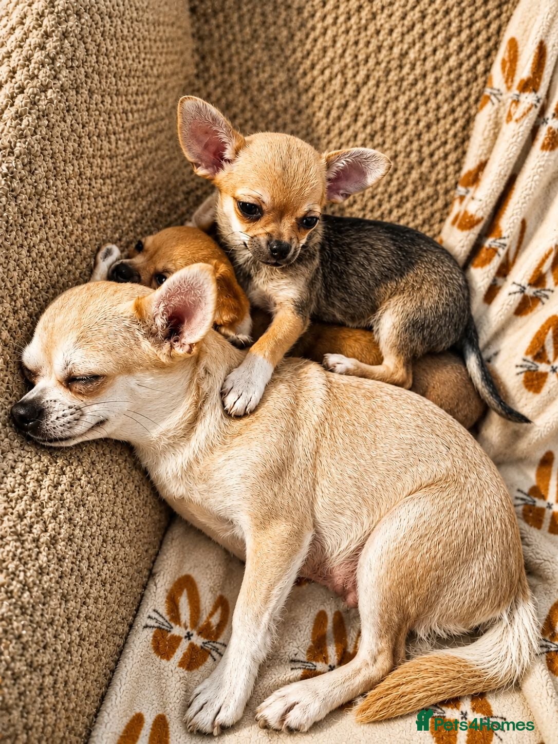 Chihuahua dogs Two Female Chihuahuas For Sale - Advert 1