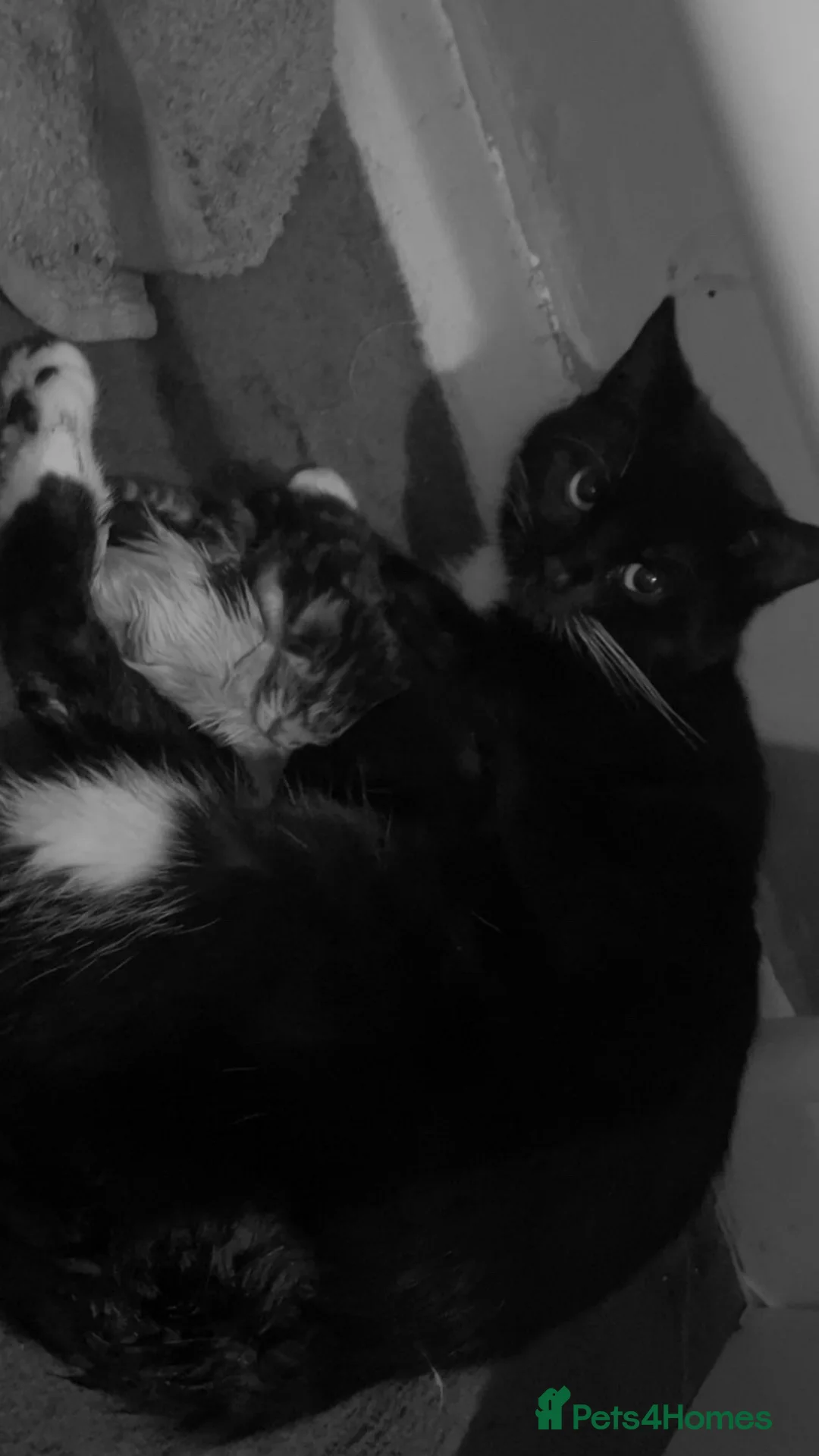 Mixed Breed cats for sale: Male black and white coloco  - Advert 1