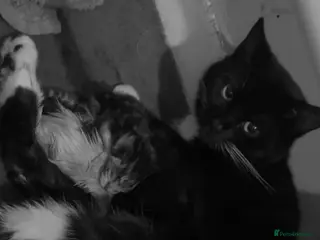 Mixed Breed cats Male black and white coloco - Advert 3