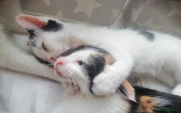 British Shorthair cats for sale: White and black female and male cats - Image 11