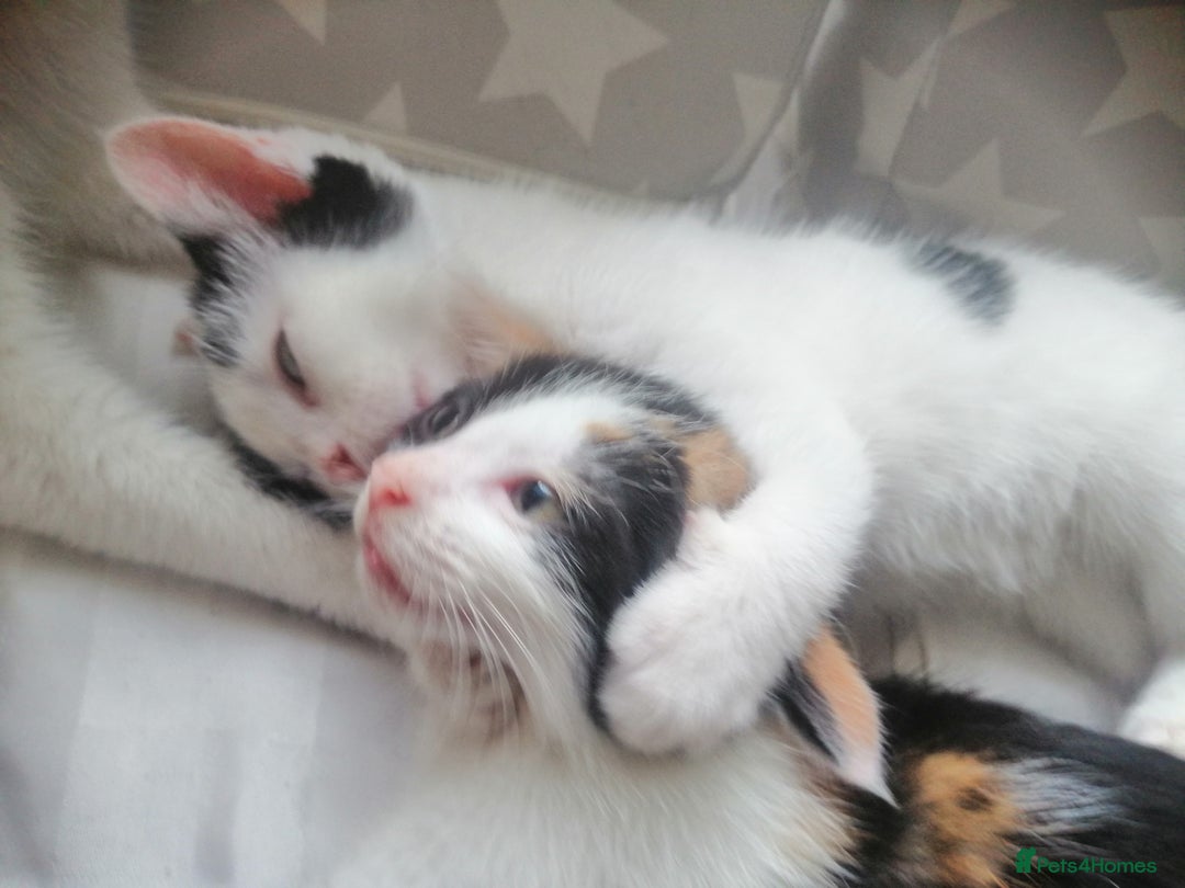 British Shorthair cats for sale: White and black female and male cats - Image 11