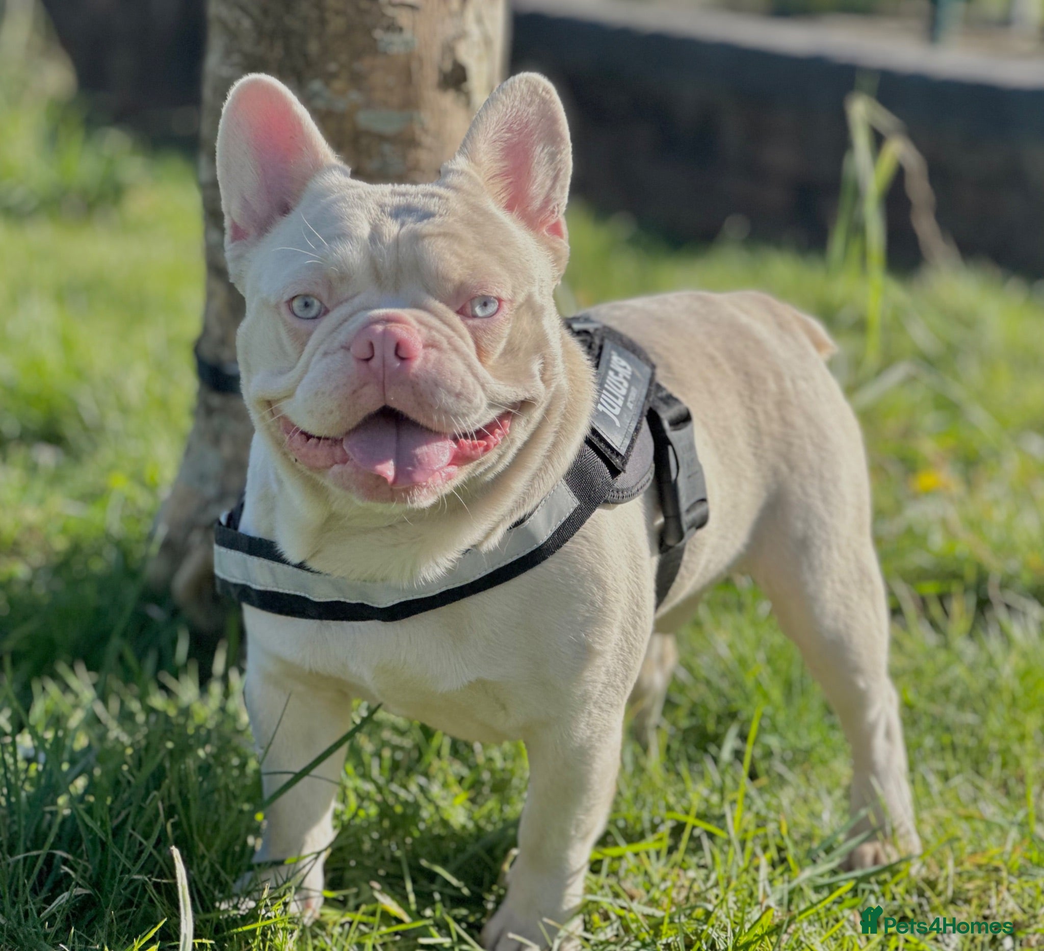 French Bulldog dogs Stunning caramel pink French bulldog for 5th Gen  - Advert 1