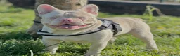 French Bulldog dogs for stud: Stunning caramel pink French bulldog for 5th Gen  - Advert 1