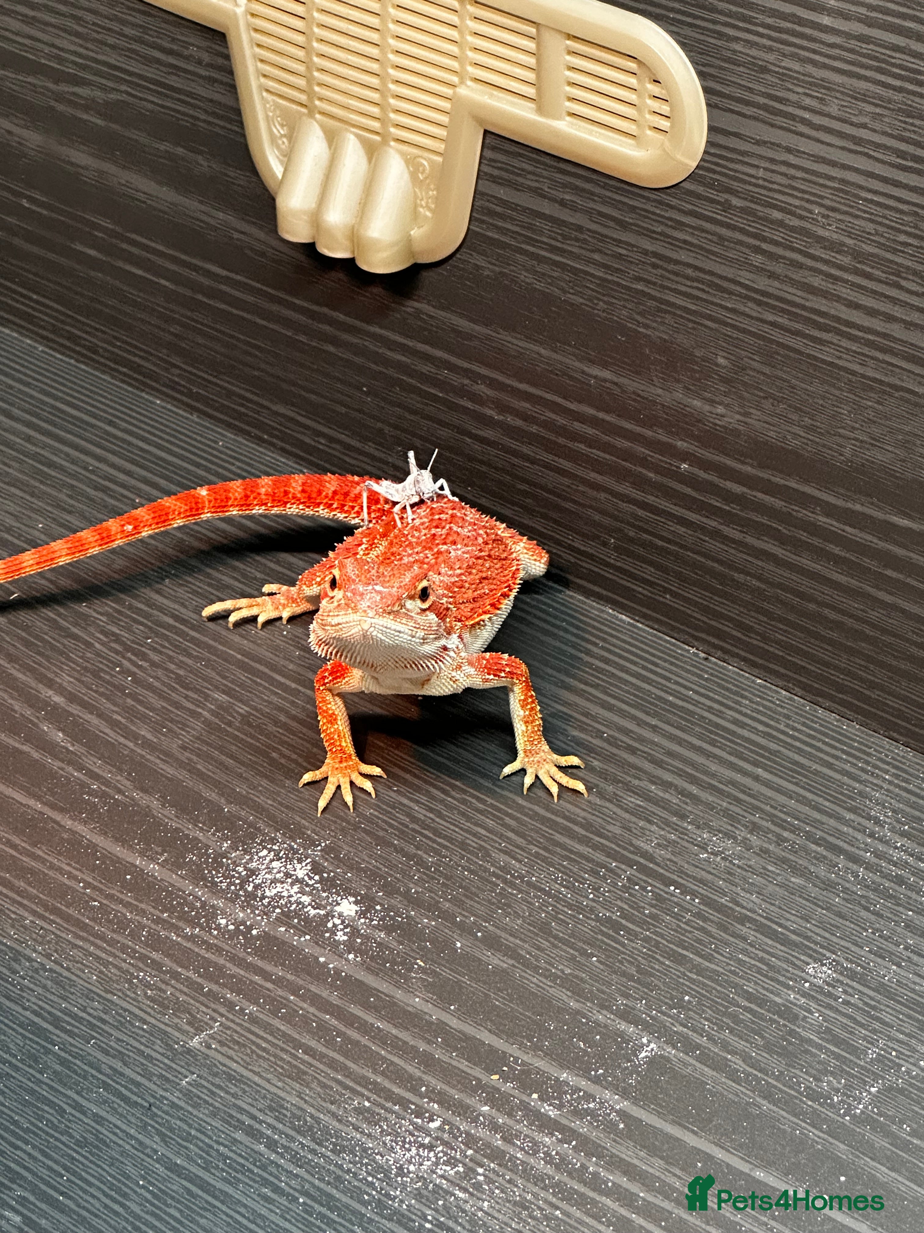 Bearded Dragon reptiles WOLFGANG x Humbug  - Advert 1