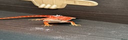 Bearded Dragon reptiles for sale: WOLFGANG x Humbug  - Advert 1