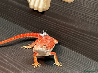 Bearded Dragon reptiles WOLFGANG x Humbug - Advert 1