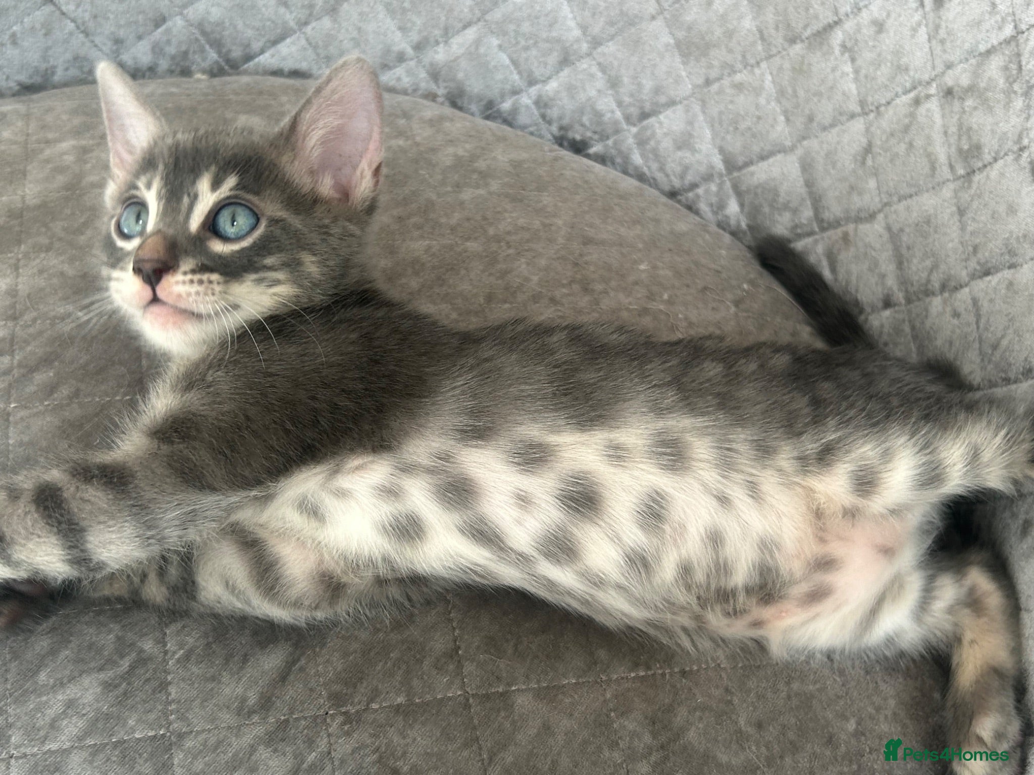 Bengal cats 3 Female Blue TICA Registered Bengal kittens  - Advert 10