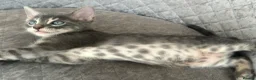 Bengal cats for sale: 3 Beautiful Blue Female TICA Reg Bengal kittens  - Advert 31