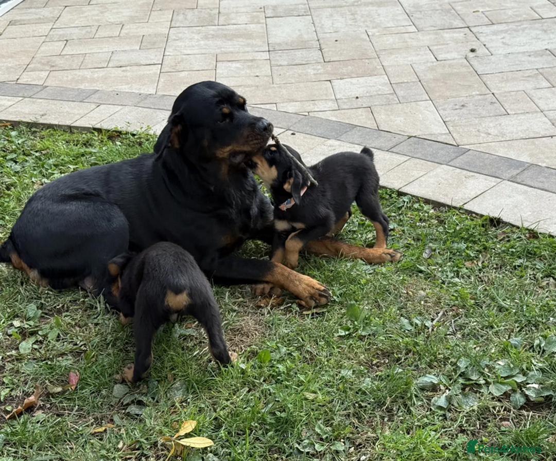 Rottweiler dogs for sale: German Rottweiler Pups For Sale - Image 4