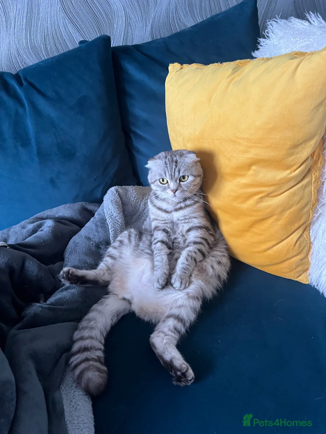 Scottish Fold cats for sale: White female kitten  in Aberdeen - Advert 1