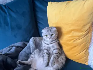 Scottish Fold cats White female kitten - Advert 3