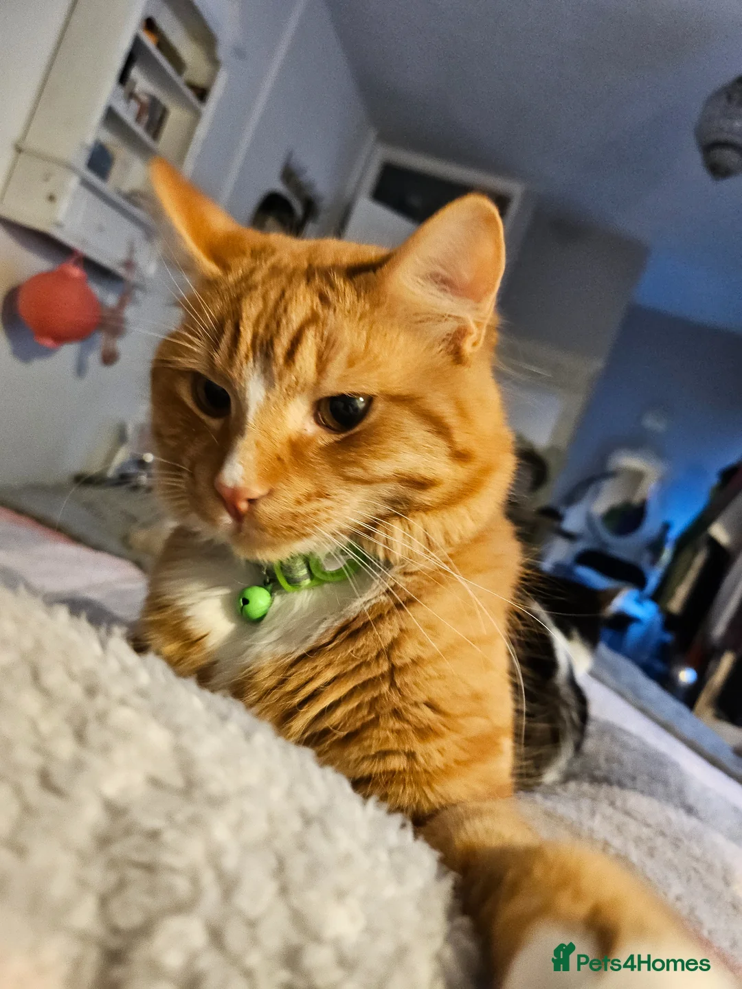 Mixed Breed cats for sale: Young adult Ginger male cat looking for new home - Advert 1