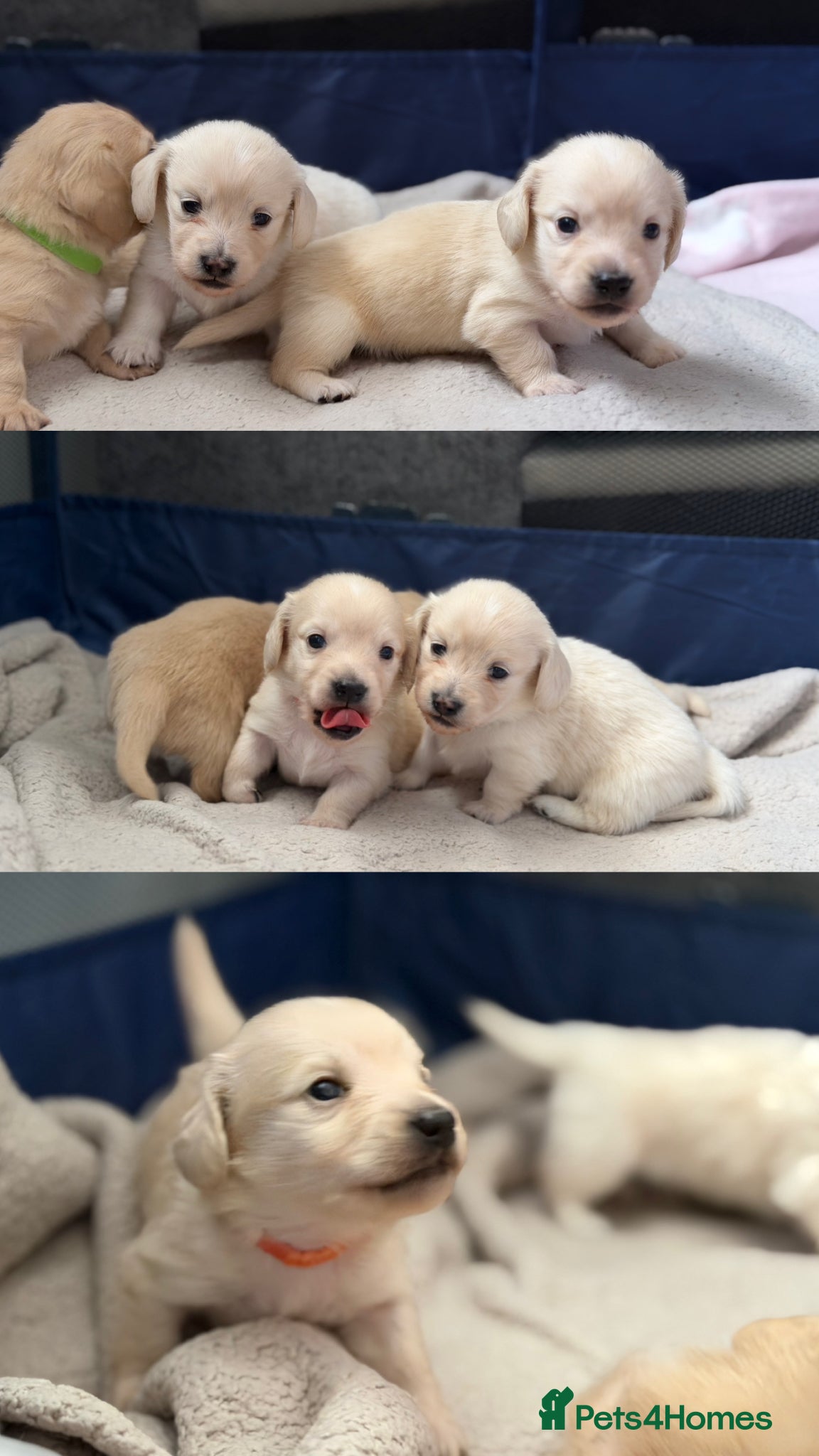 Miniature Dachshund dogs KC Reg Long haired cream miniature dachshund  - Advert 1