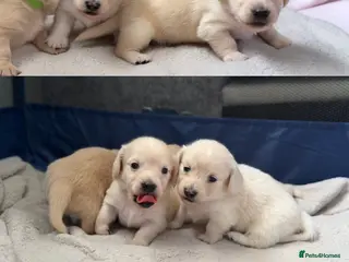 Miniature Dachshund dogs KC Reg Long haired cream miniature dachshund - Advert 1