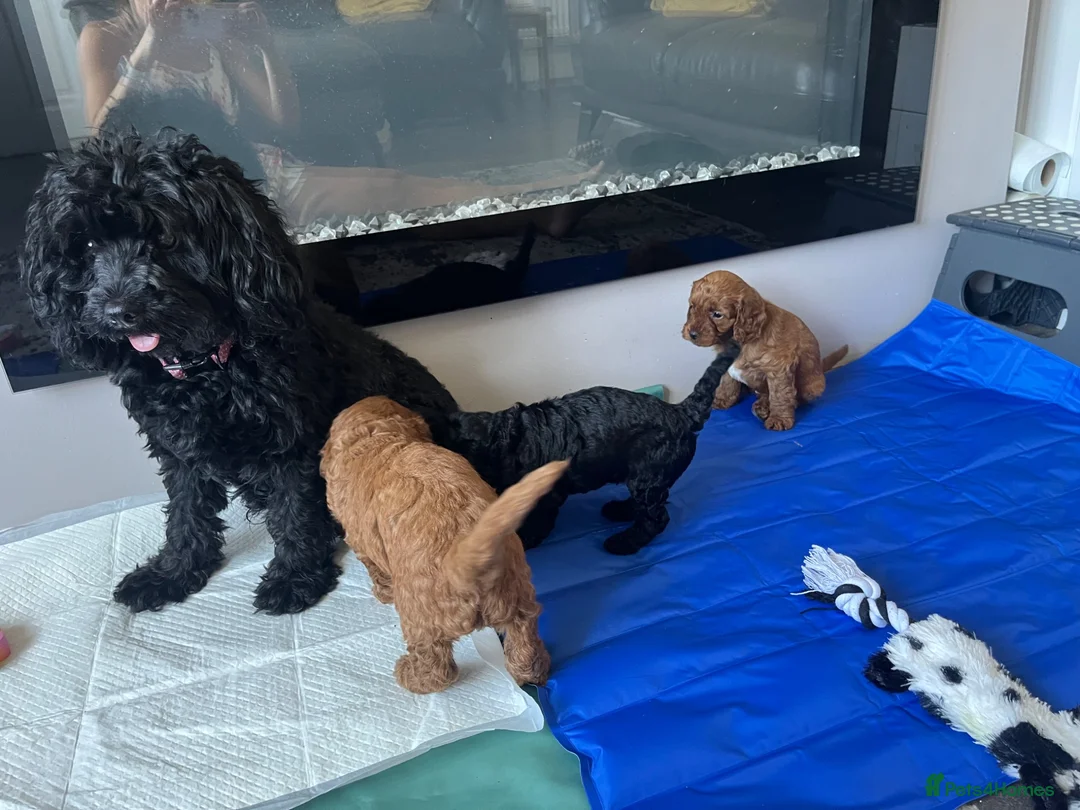 Cavapoo dogs for sale: Stunning F1bCavapoo pups Available for Loving Home - Advert 13