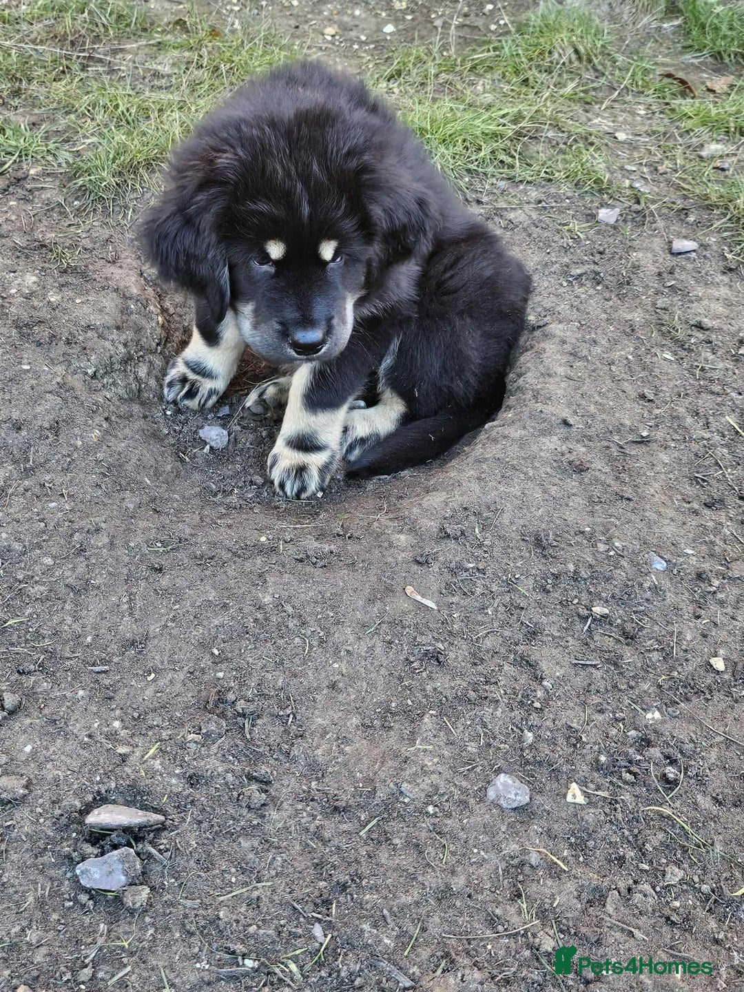 Tibetan Mastiff dogs for sale: Tibetan mastiff puppies  - Advert 15