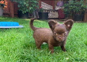 Chihuahua dogs - Advert 3