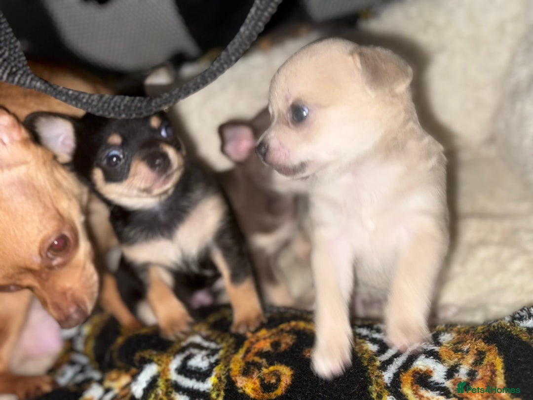 Chihuahua dogs for sale: Chihuahua Puppies For Sale! - Image 3