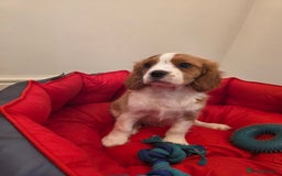 Cavalier King Charles Spaniel dogs for sale: Beautiful Cavalier King Charles Puppies - Image 10