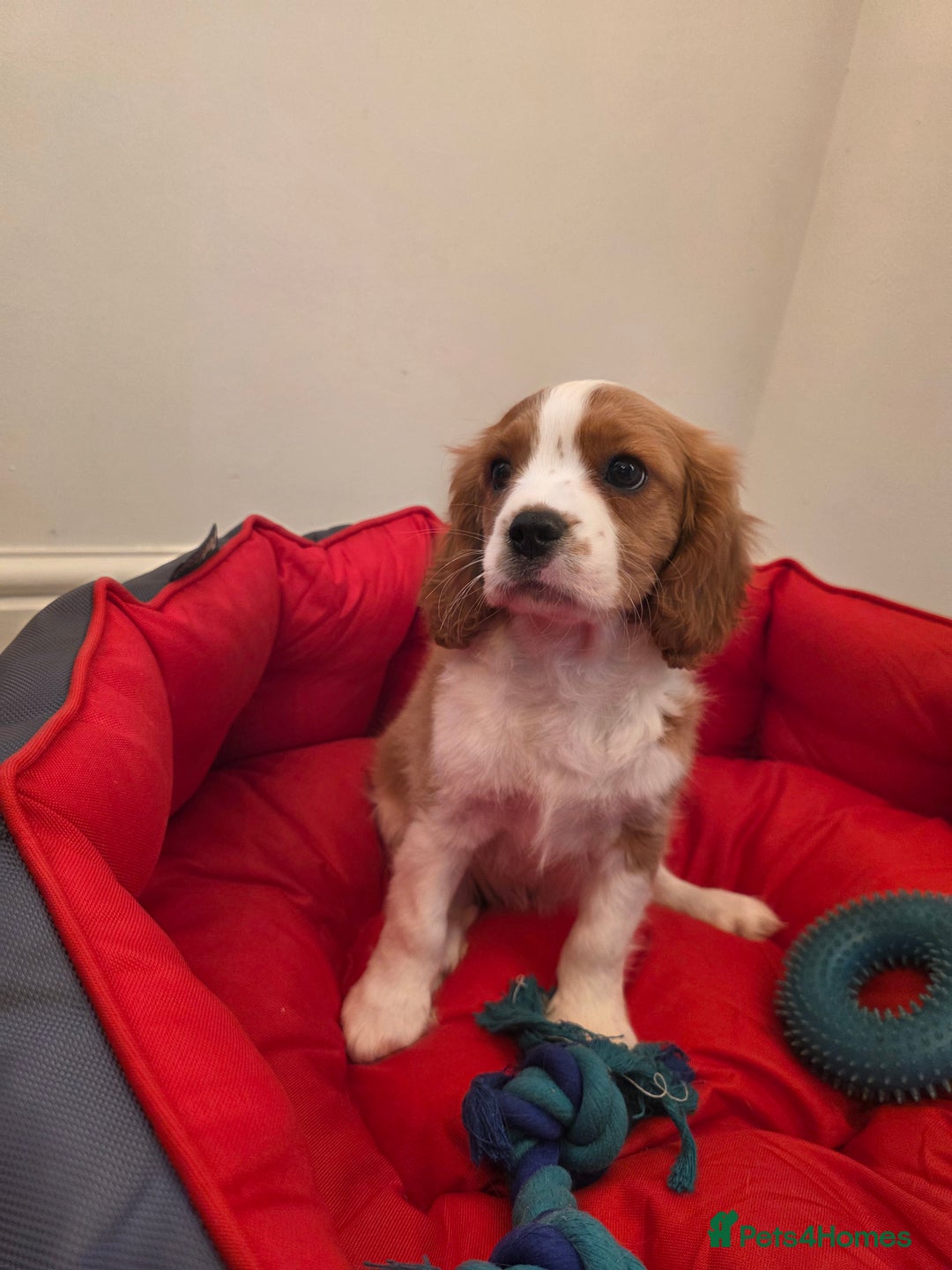 Cavalier King Charles Spaniel dogs for sale: Beautiful Cavalier King Charles Puppies - Image 10