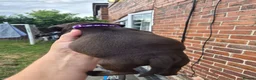 Staffordshire Bull Terrier dogs for sale: Staffordshire bull terrier pups in Leeds - Advert 35