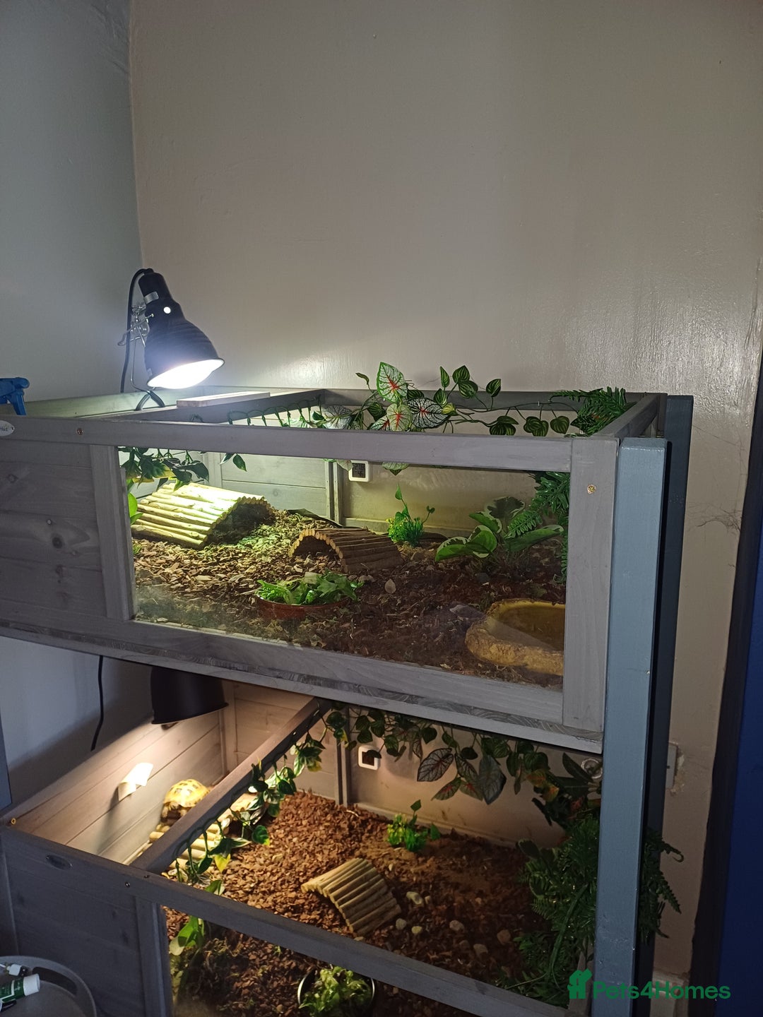 Tortoise reptiles for sale: Russian tortoise x2 and enclosure  - Image 1