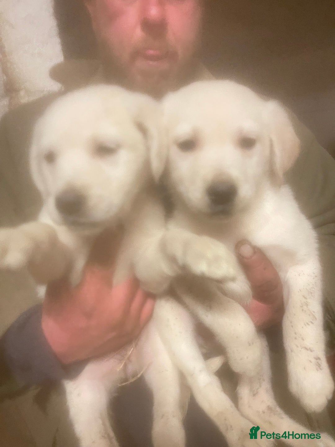 Golden Retriever dogs for sale: 5 golden retriever puppies - Advert 4