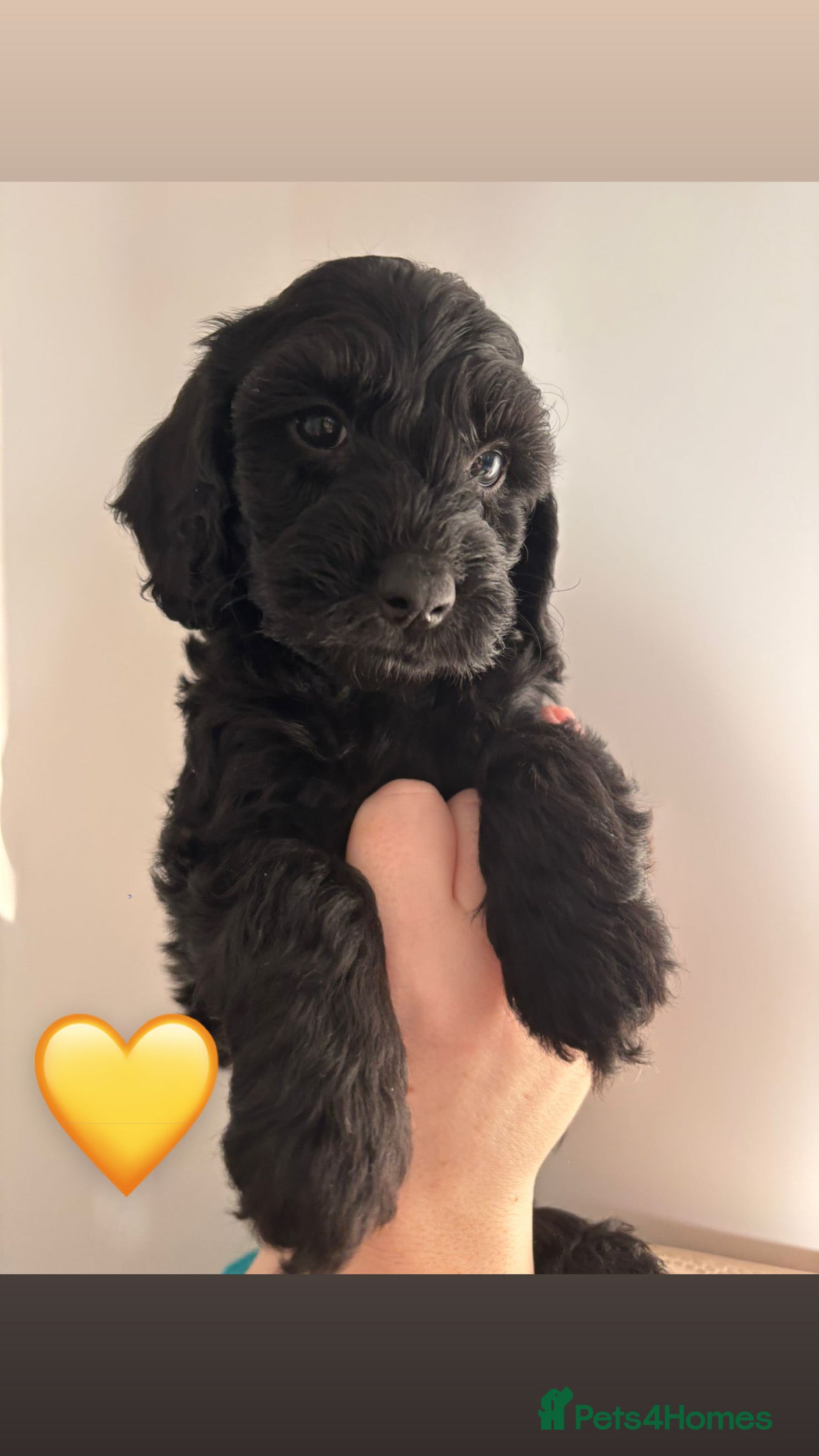 Cockapoo dogs Ready now (2 girls, 1 boy) - Advert 9
