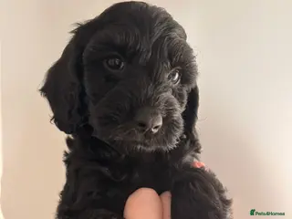 Cockapoo dogs Ready now (2 girls, 1 boy) - Advert 15