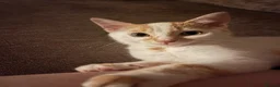 Domestic Shorthair cats for sale: Beautiful 13 week old male kitten needs new home. - Advert 4