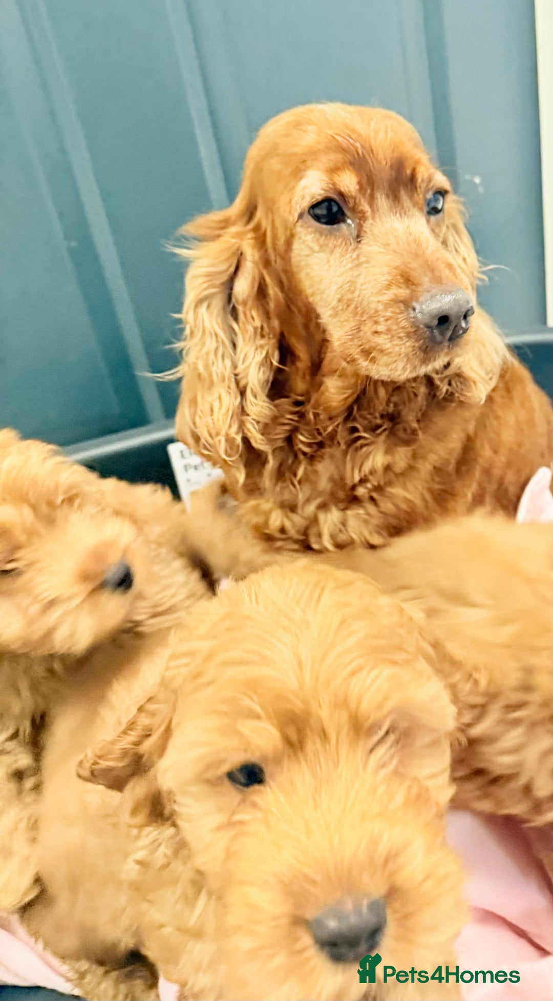 Cockapoo dogs for sale: F1 Cockapoo puppies - Advert 4