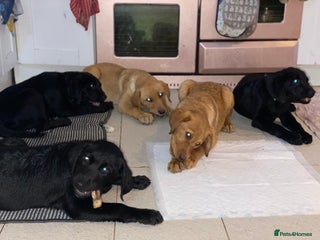 Labrador Retriever dogs - Advert 11