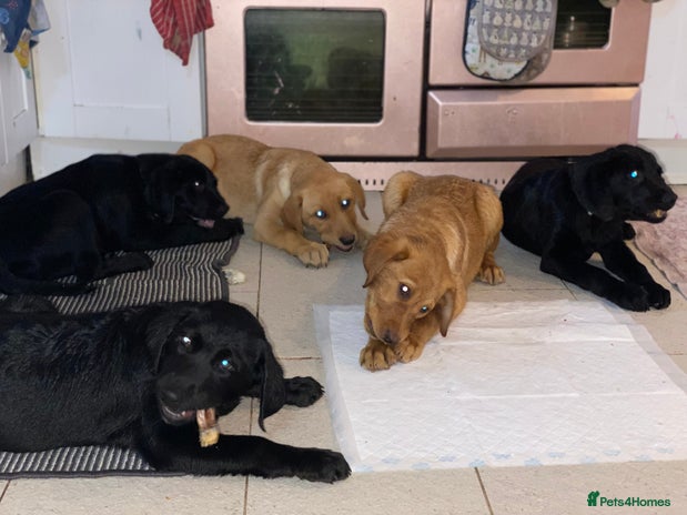 Labrador Retriever dogs - Advert 1