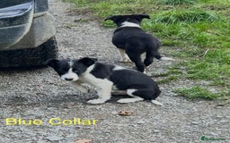 Border Collie dogs for sale: Gorgeous Border Collie pups - Image 25