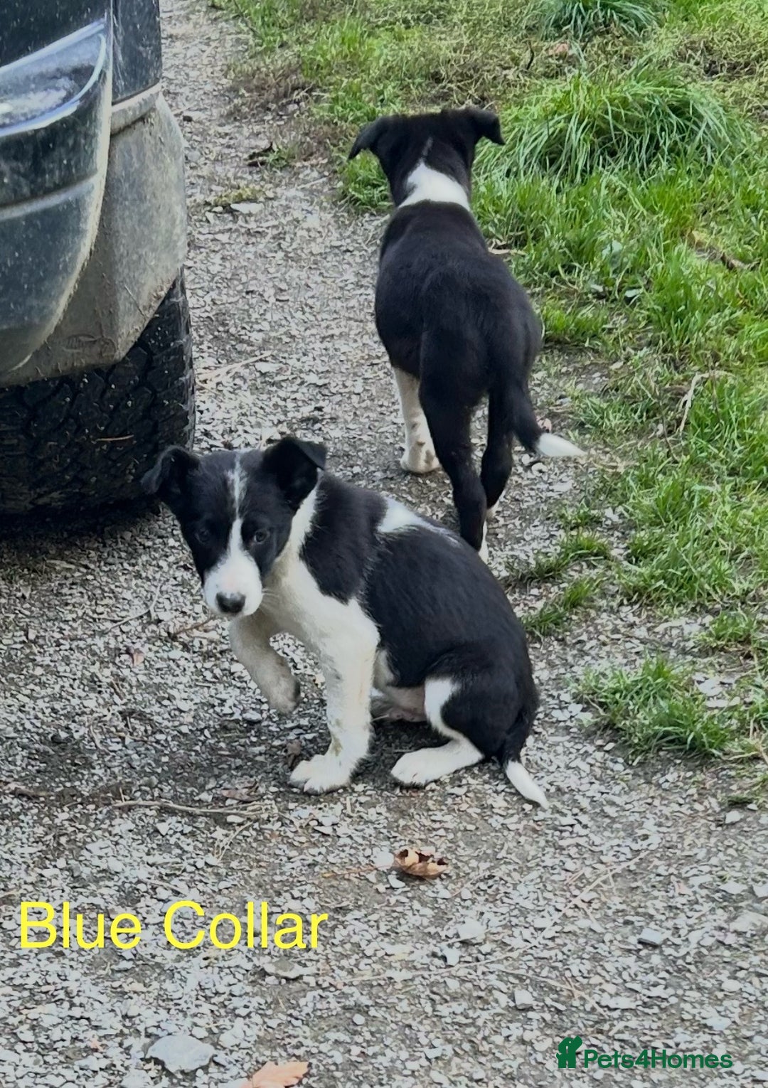 Border Collie dogs for sale: Gorgeous Border Collie pups - Image 25