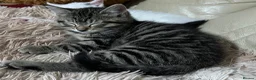 Mixed Breed cats for sale: 6 Lovely Kittens for sale  - Advert 13