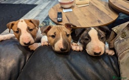 English Bull Terrier dogs for stud: Proven Bull Terrier studs x 2 - Image 9