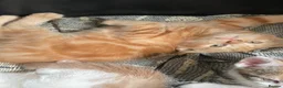 Mixed Breed cats for sale: Four ginger fluff balls in Saint Ives - Advert 5