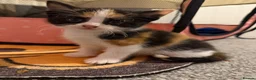 Domestic Shorthair cats for sale: 3 beautiful kittens in Winsford - Advert 6