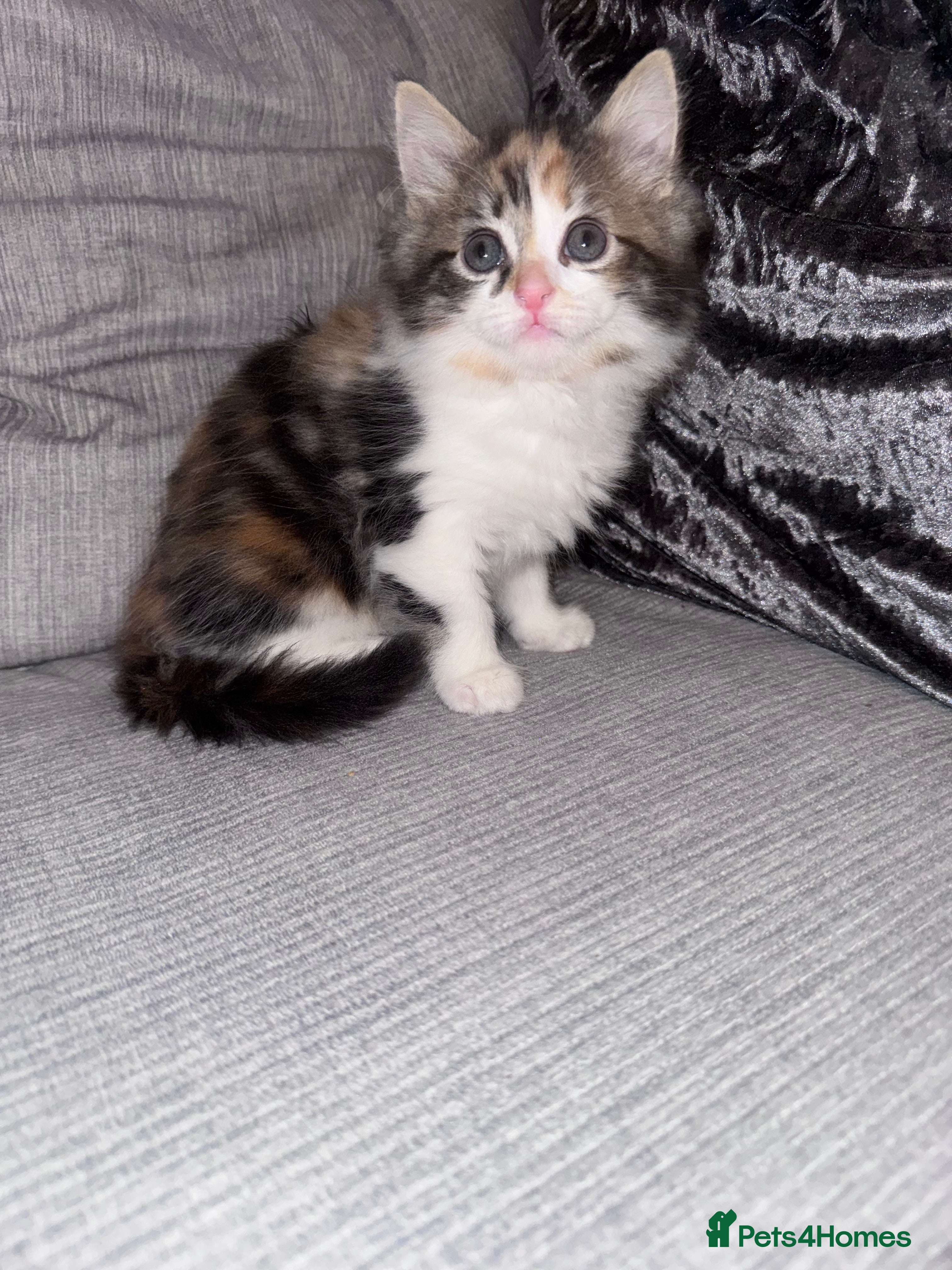 Ragdoll cats Stunning ragdoll x kittens 1 left  - Advert 10