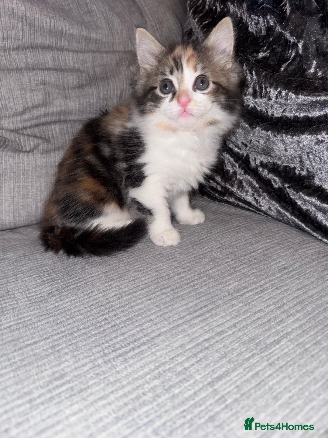 Ragdoll cats for sale: Stunning ragdoll x kittens  - Advert 1