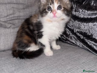 Ragdoll cats Stunning ragdoll x kittens - Advert 1